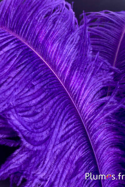 Autruche premium - 50-60 cm - aubergine-fuchsia